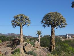 Kamieskroon, Northern Cape